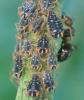 Pterocomma salicis